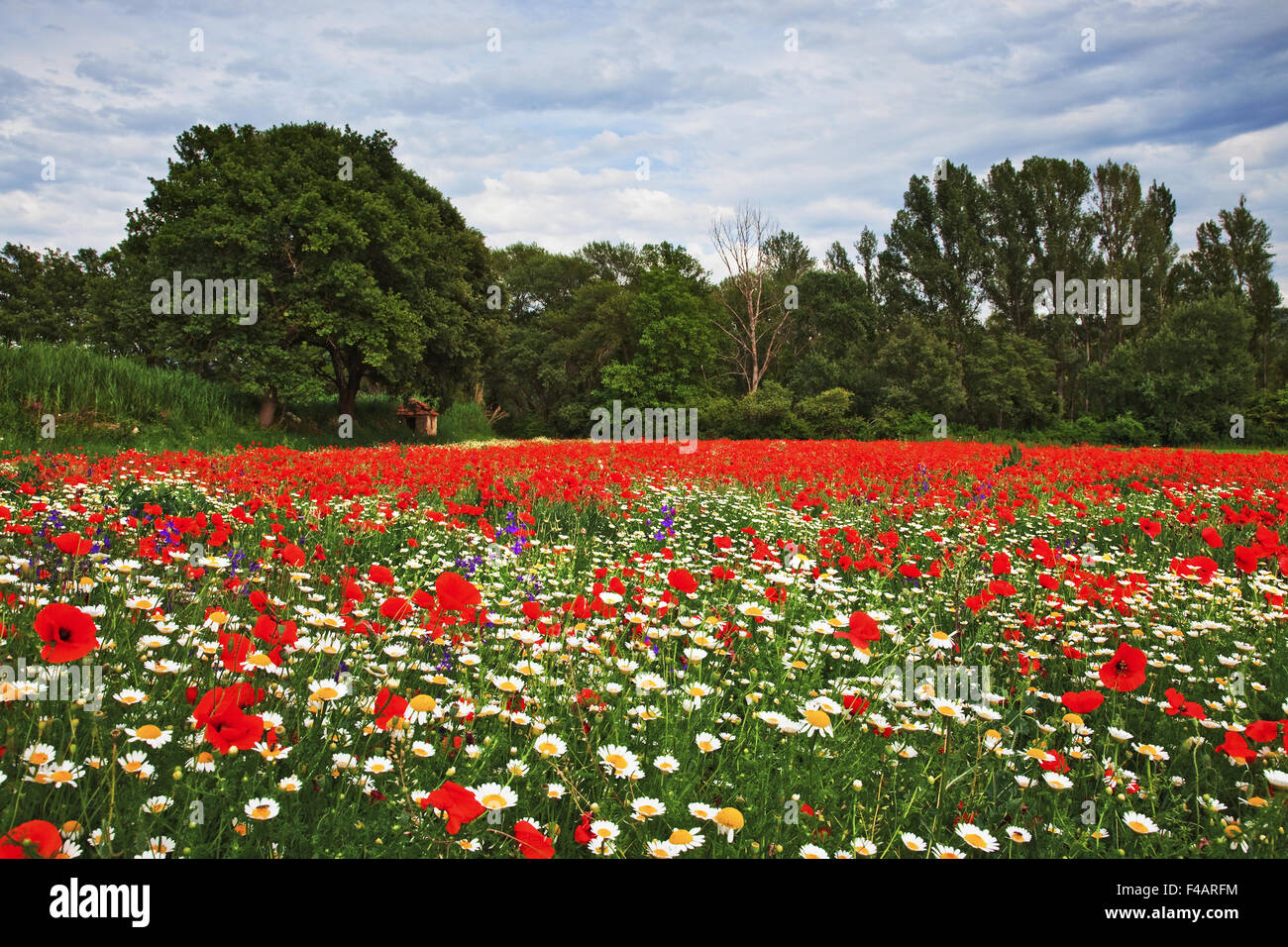 wildflowers, Asse valley, Provence, France Stock Photo