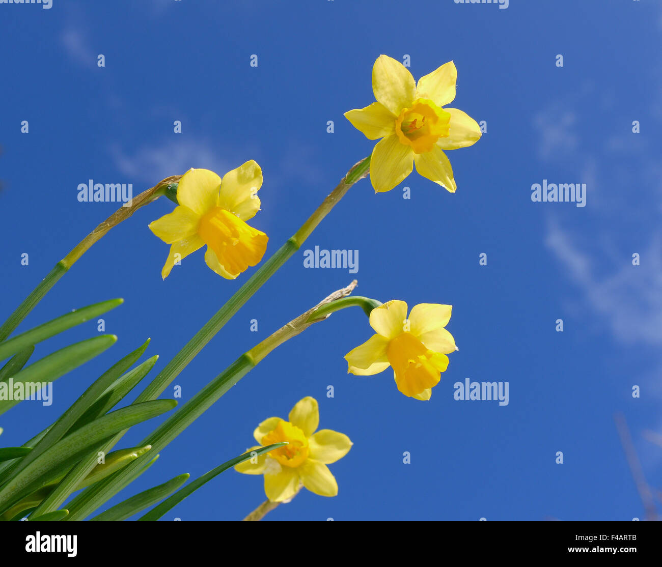Spring daffodil flowers sky Stock Photo