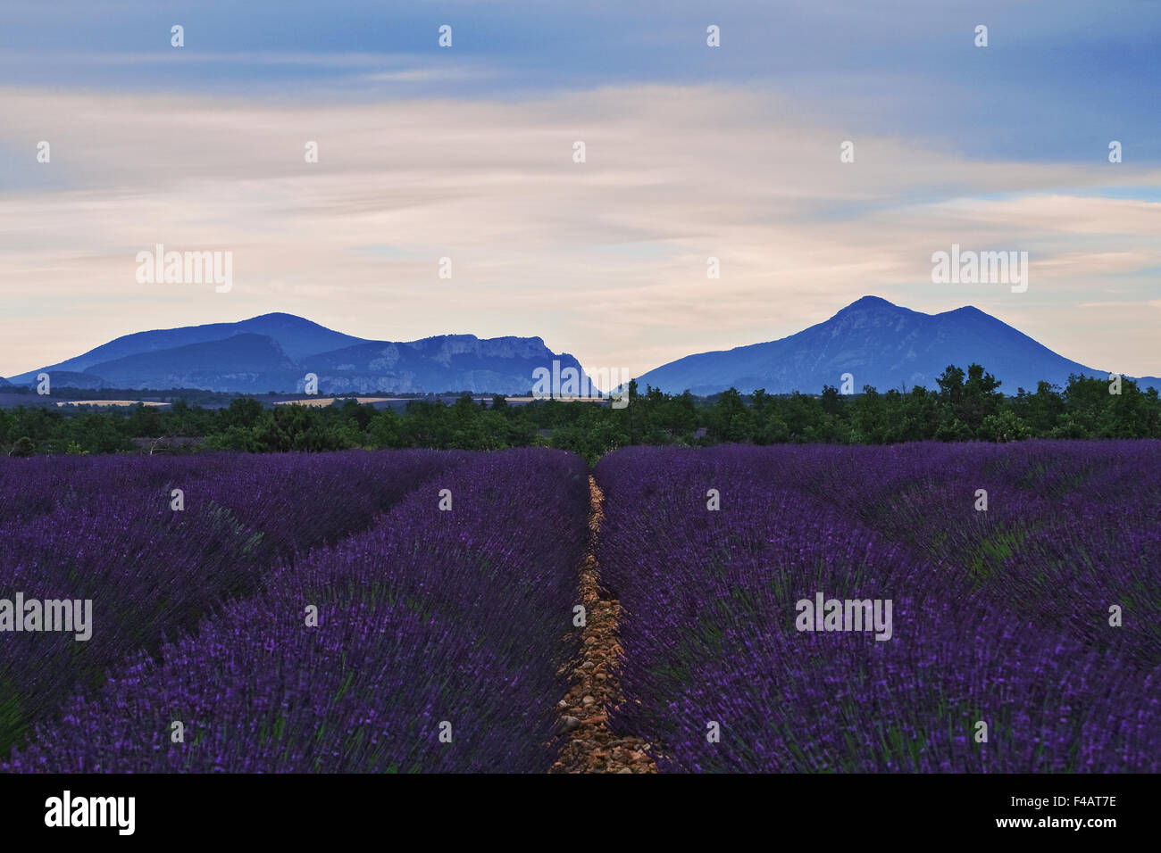Lavender Fields Stock Photo