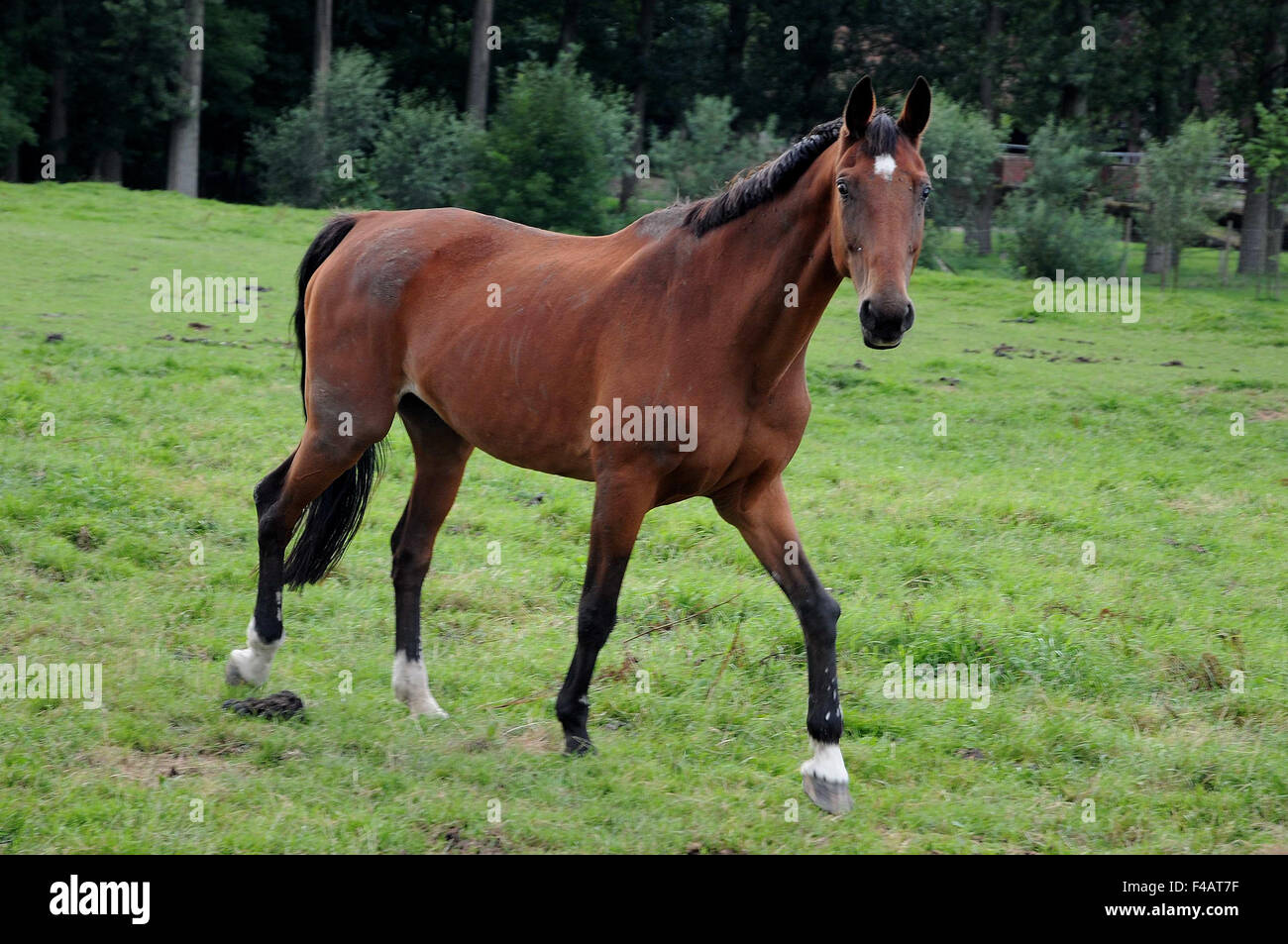 Natur horse hi-res stock photography and images - Alamy