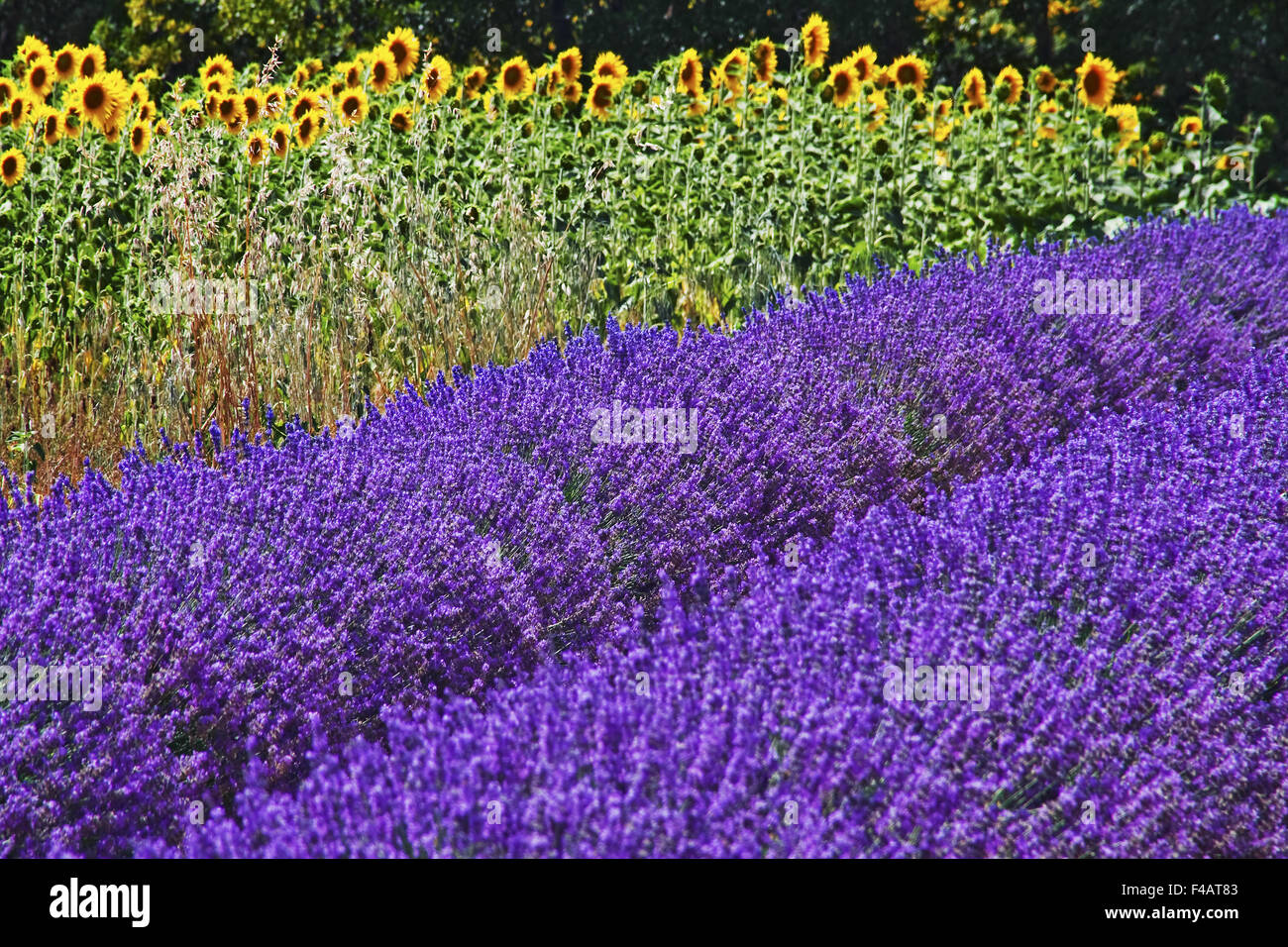 Lavender and sunflowers Stock Photo Alamy