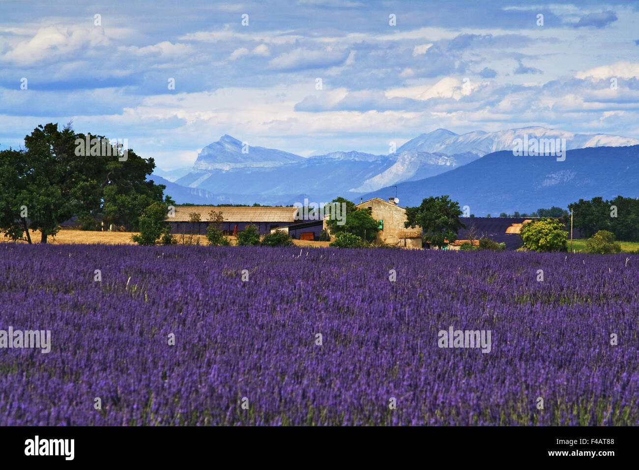 lavender farm, Provence, France Stock Photo