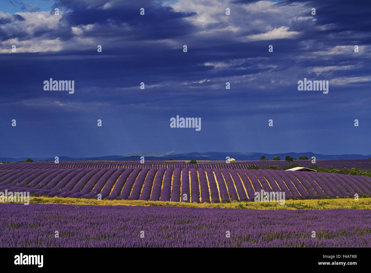 Lavender Fields Stock Photo