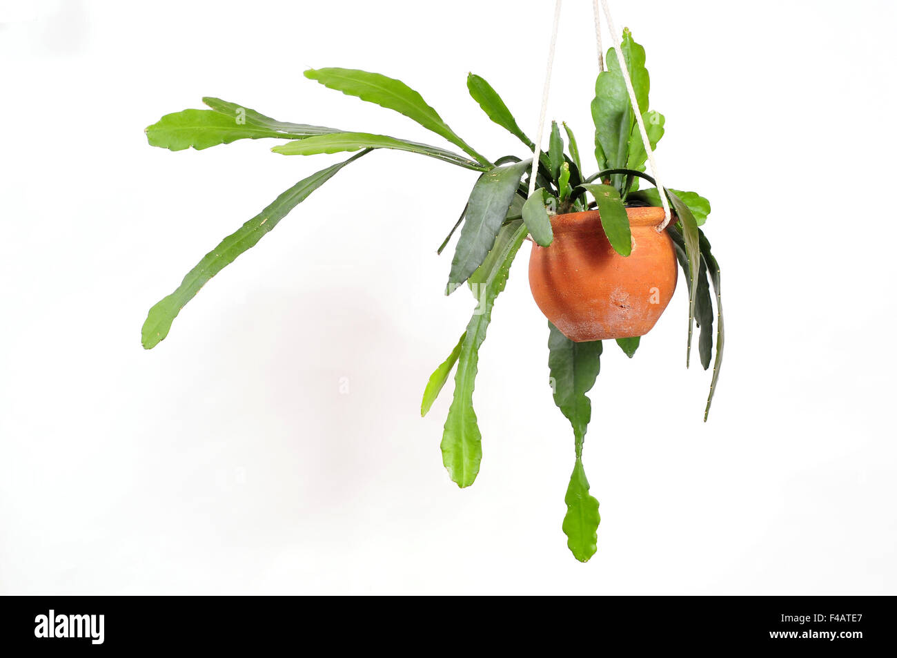 Hanging plant Epiphyllum Stock Photo