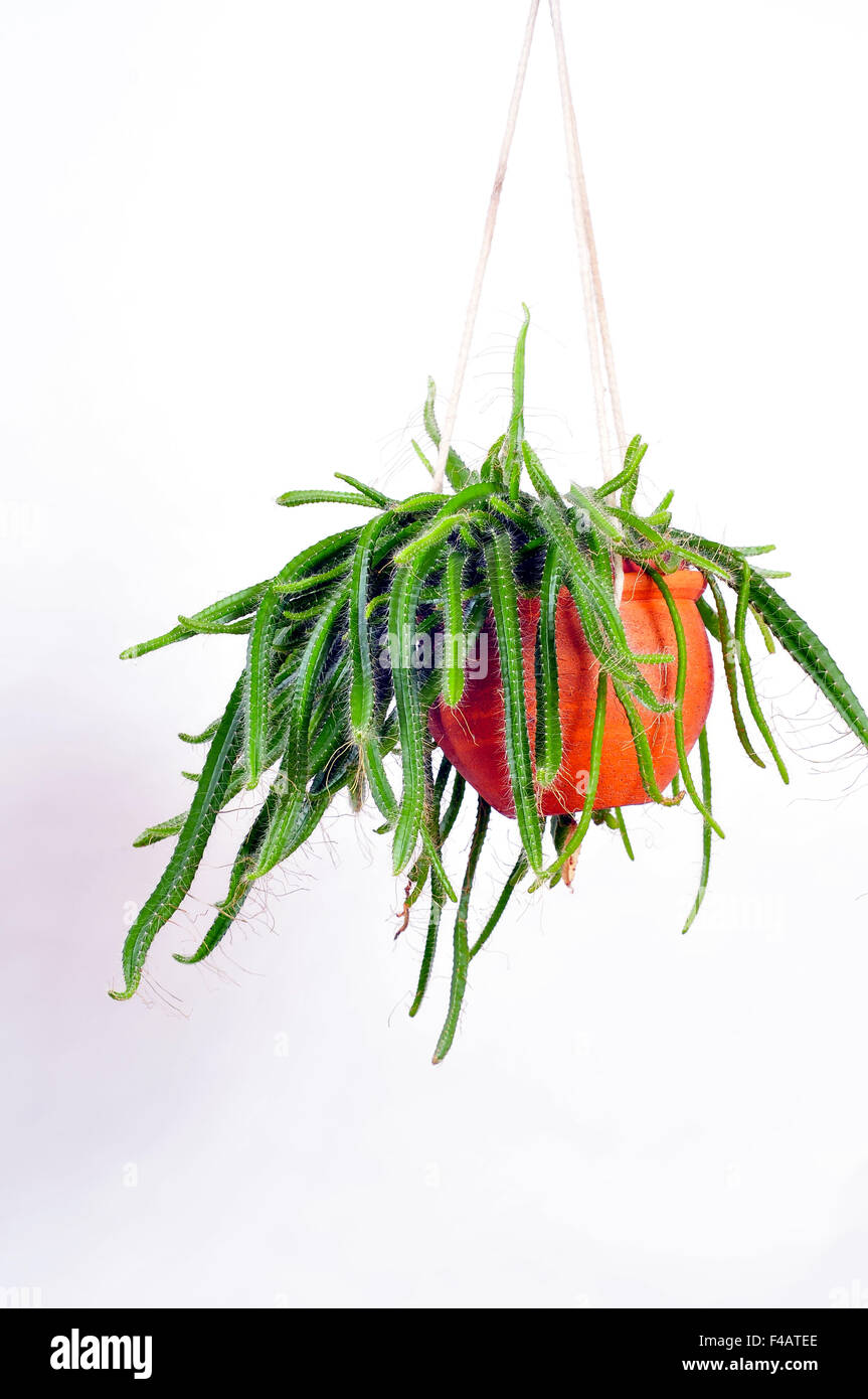 Hanging plant Epiphyllum Stock Photo