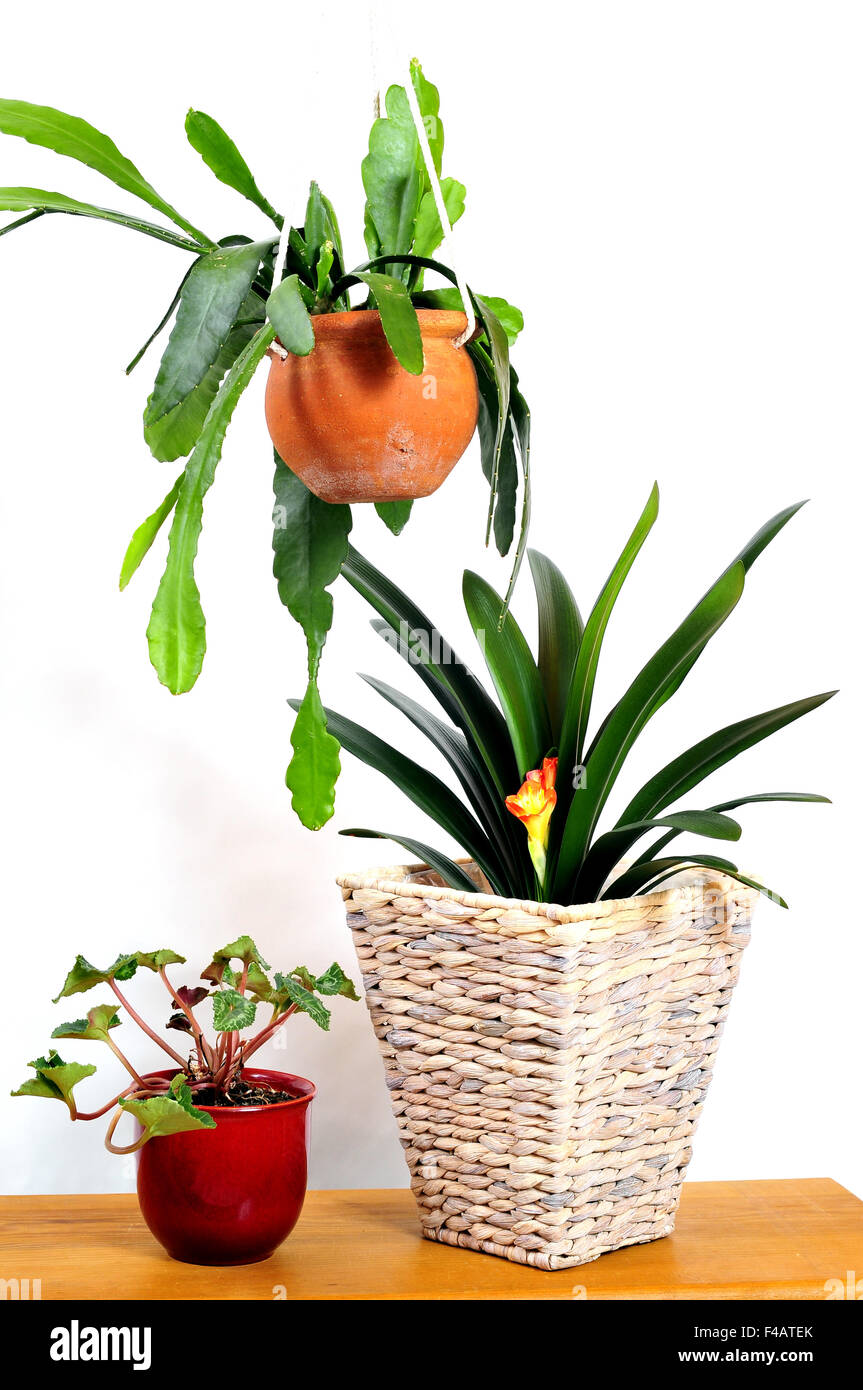 Hanging plant Epiphyllum Stock Photo