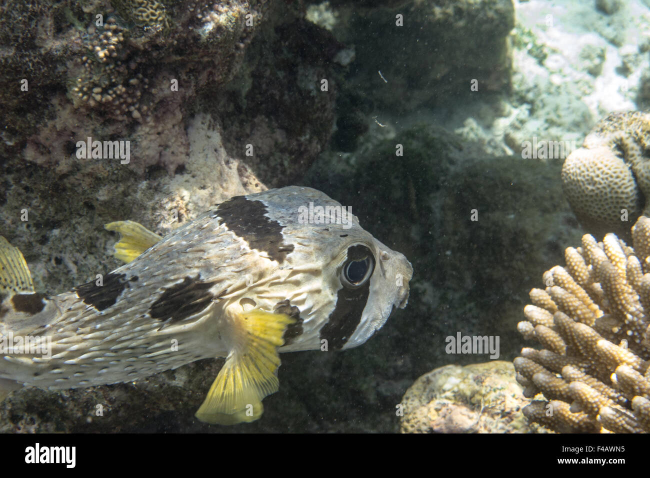 Masked porcupinefish Stock Photo