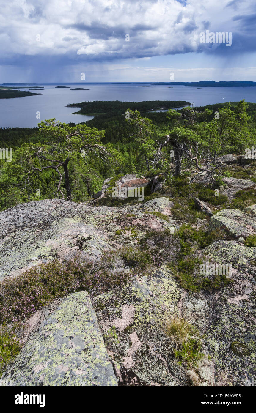 rainshower, Skuleskogen NP, High coast, Sweden Stock Photo