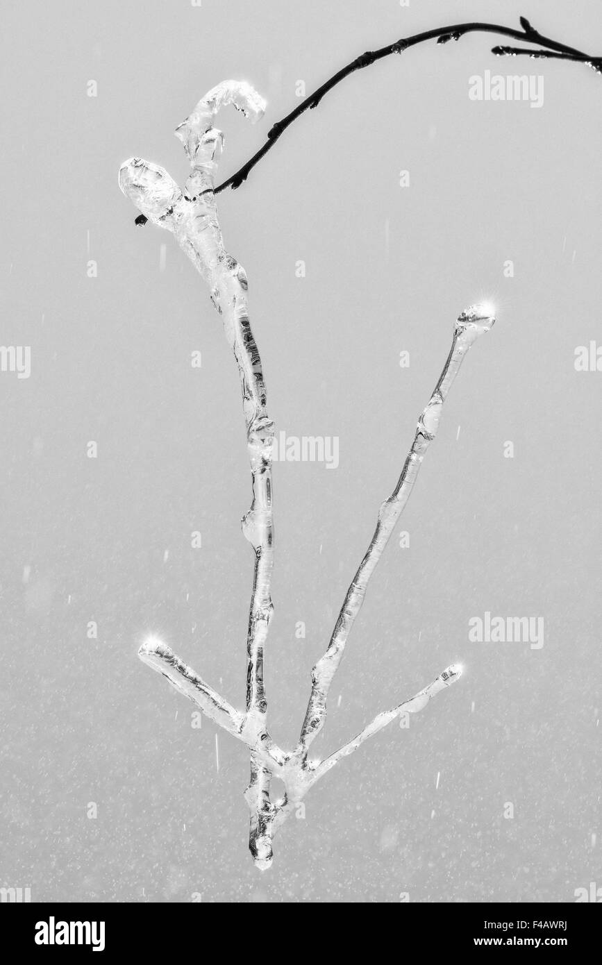 ice figure on a branch, abstract, Lapland, Sweden Stock Photo - Alamy