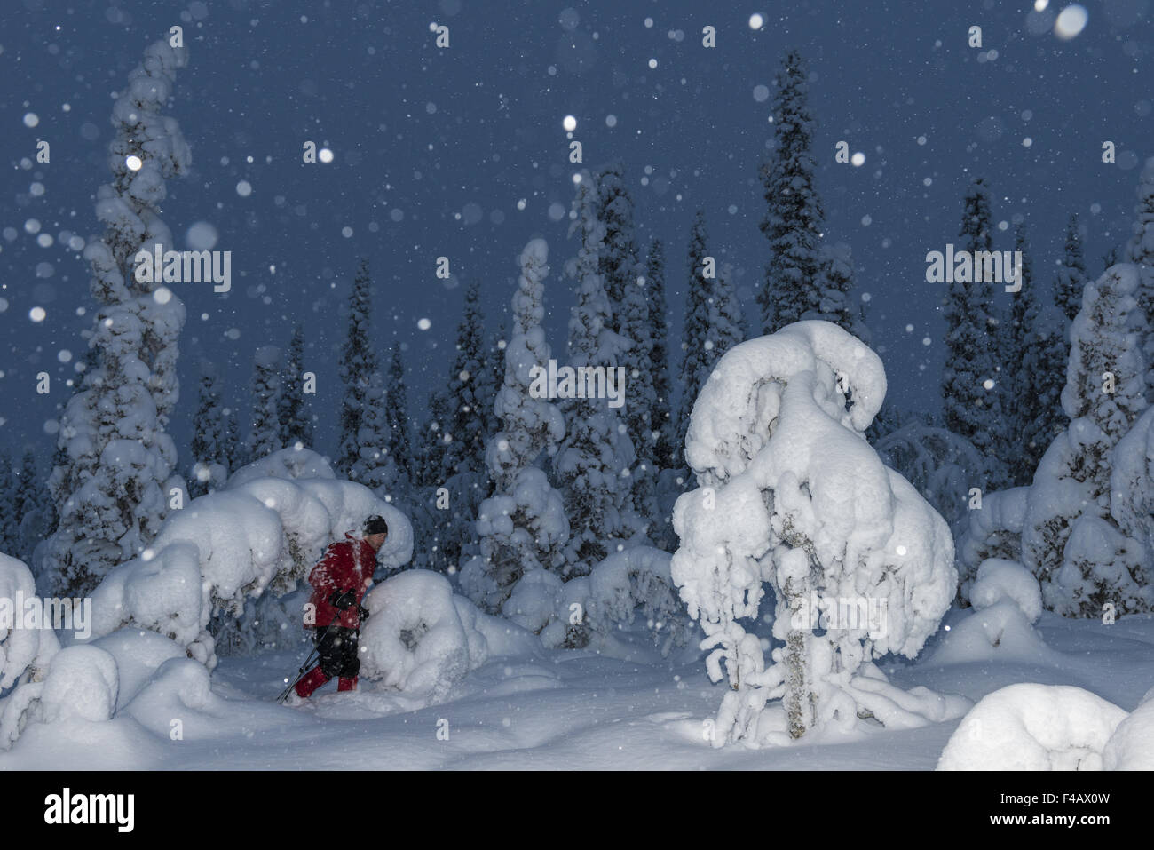 skier in snowfall, Muddus NP, Lapland, Sweden Stock Photo
