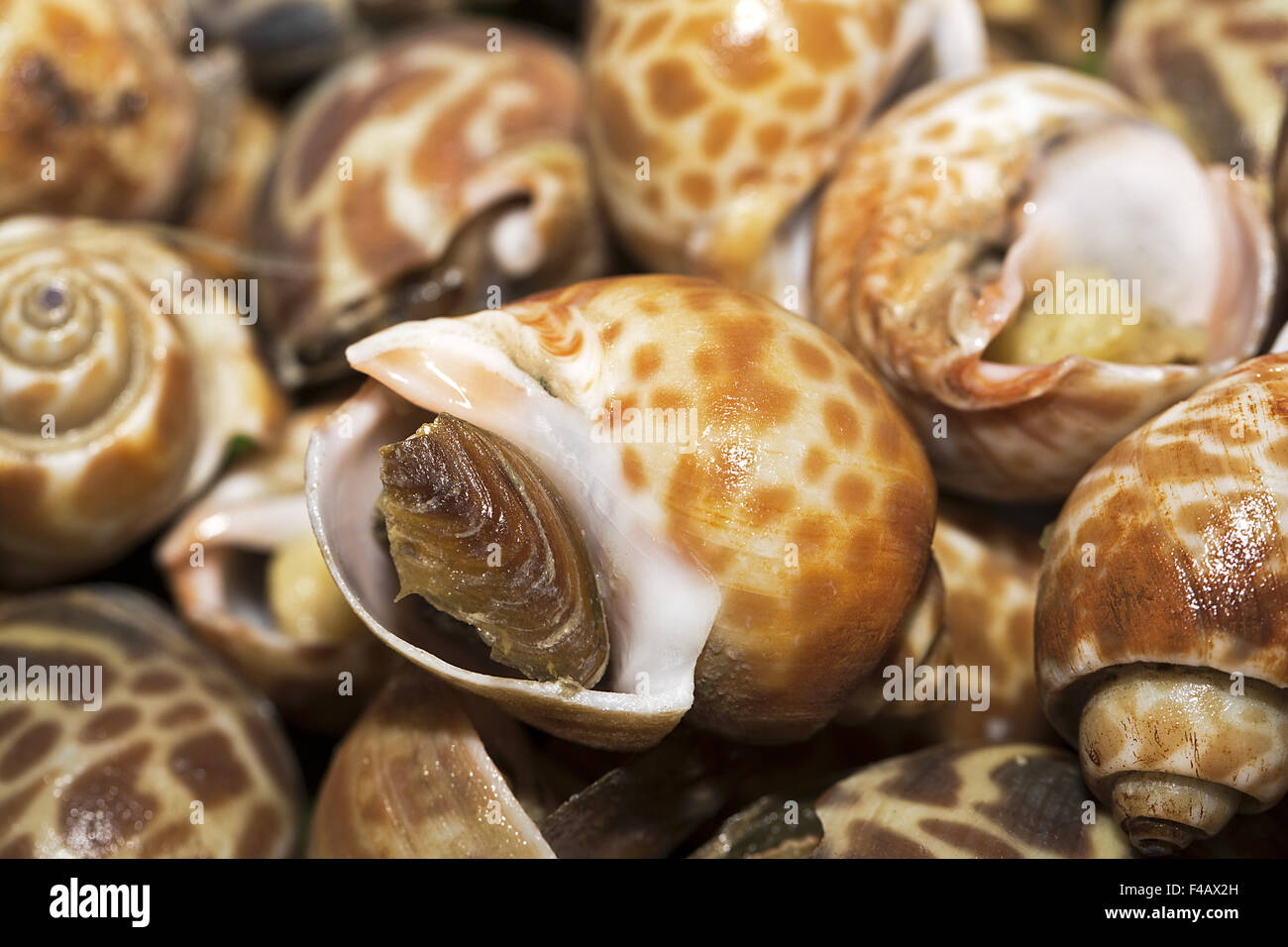 Seafood Stock Photo