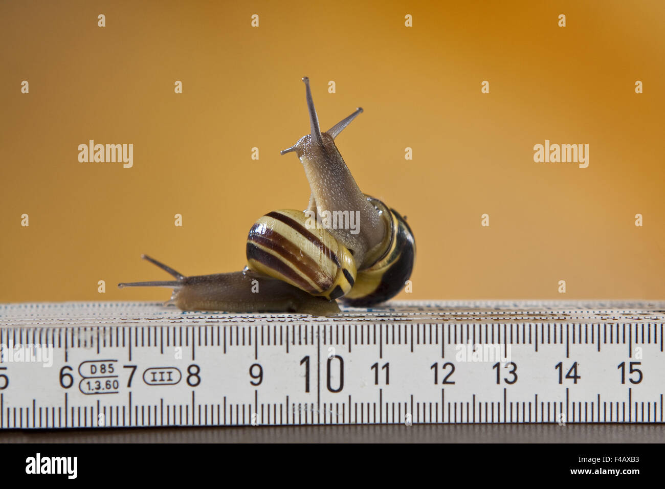 two escargots Stock Photo