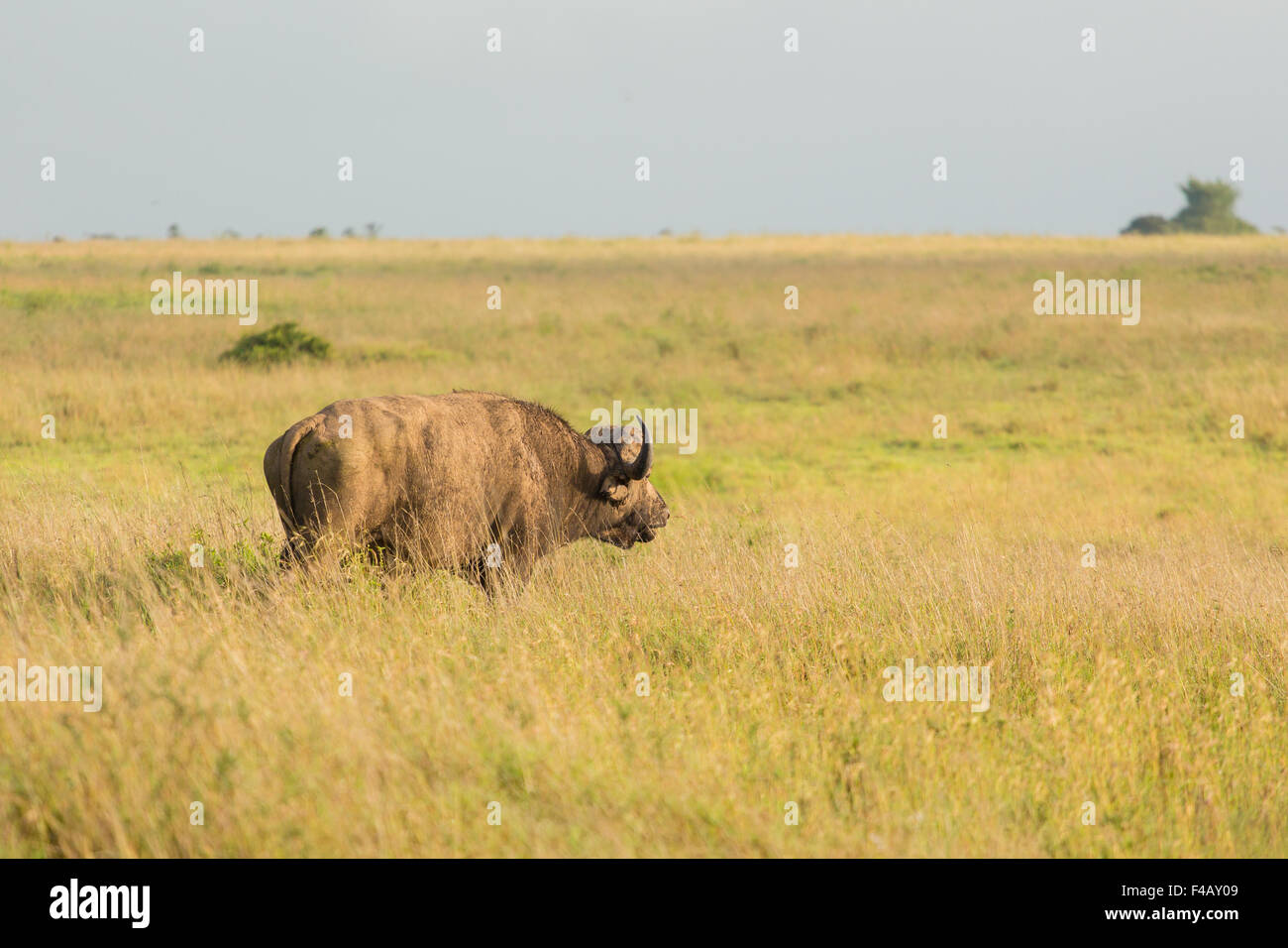 Buffalo in the wild Stock Photo