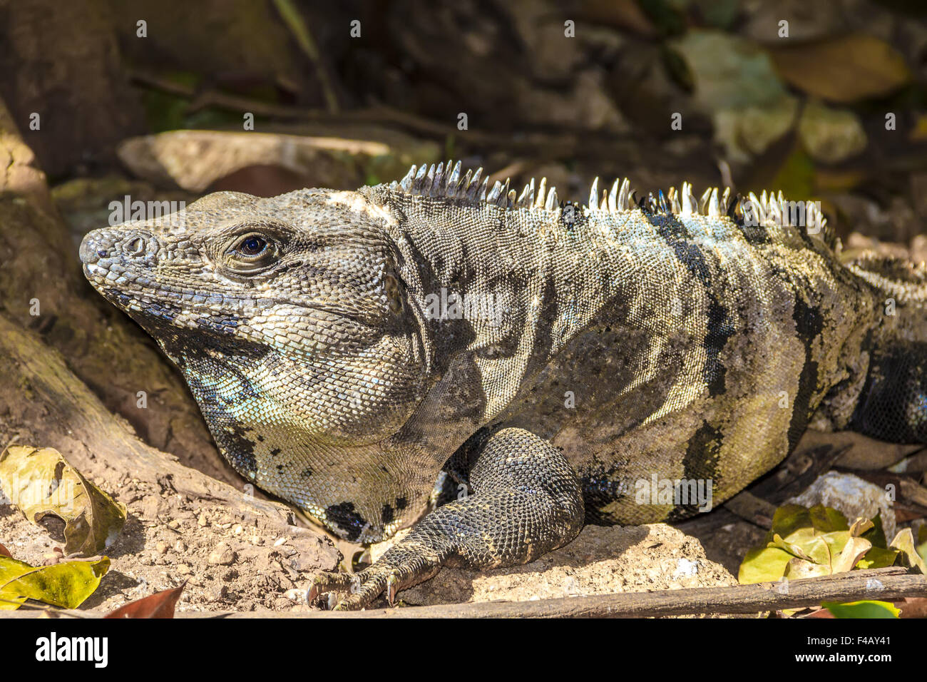 Iguana ( squamate reptile) Yucatan Mexico Stock Photo