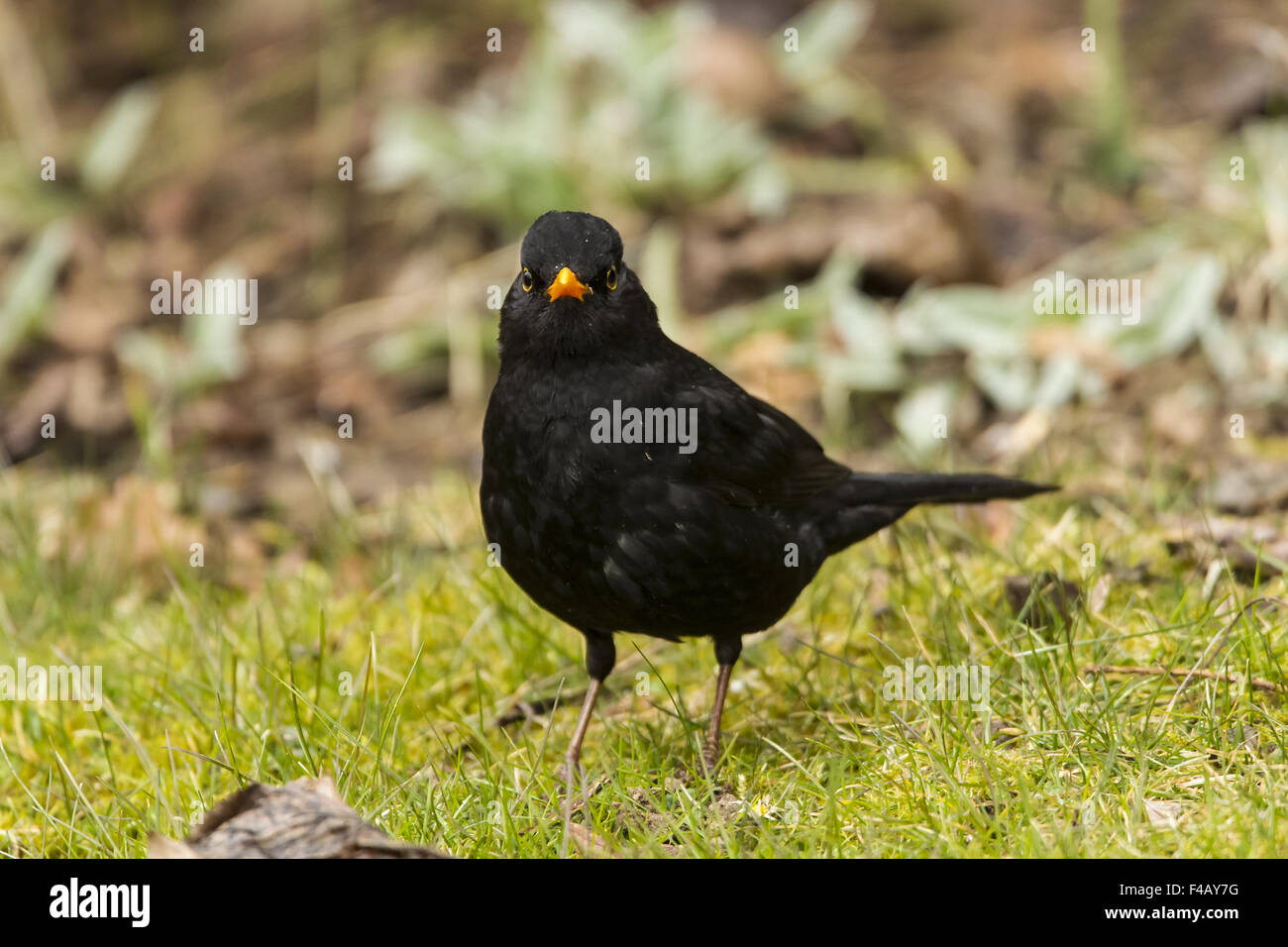 Blackbird (Turdus merula) Stock Photo