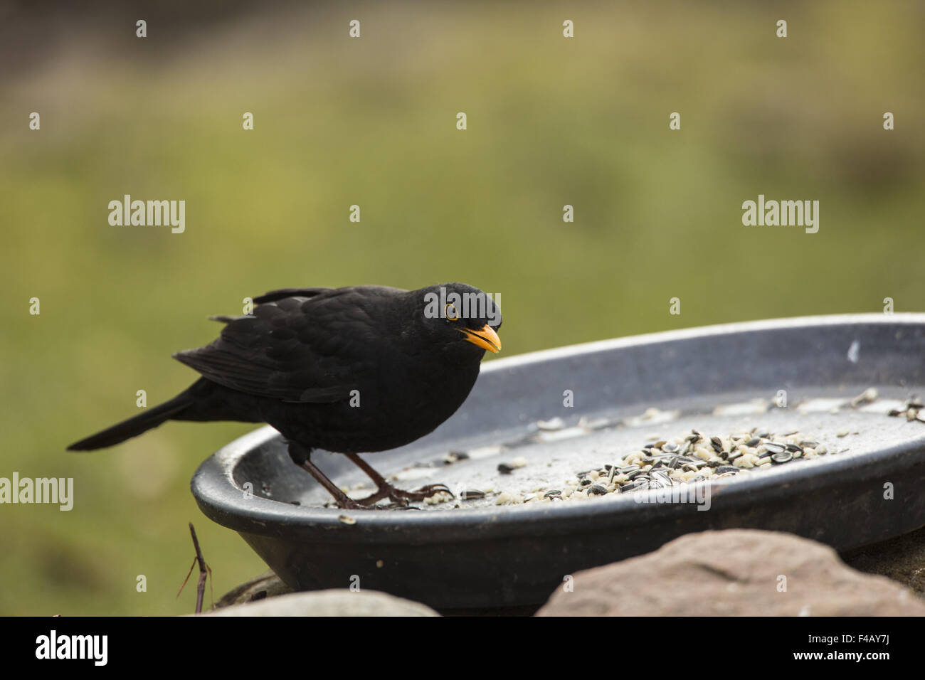 Blackbird (Turdus merula) Stock Photo