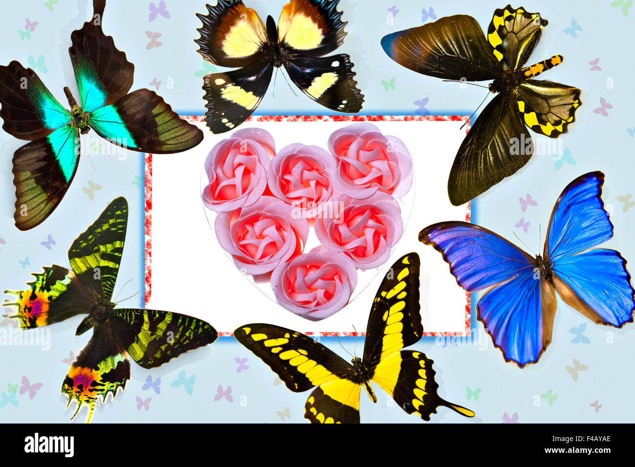 valentines card-Butterfly and Rose in  heart Stock Photo