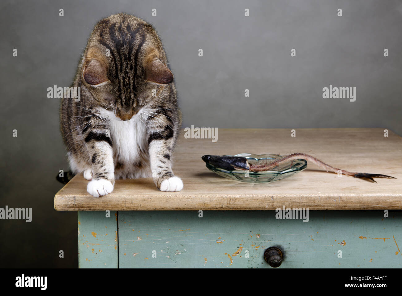 Cat and Herring Stock Photo Alamy