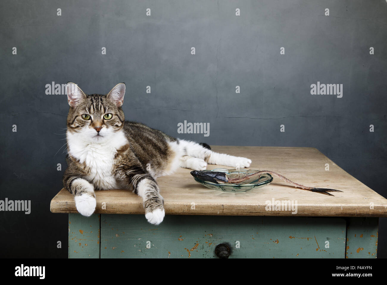 Cat and Herring Stock Photo Alamy