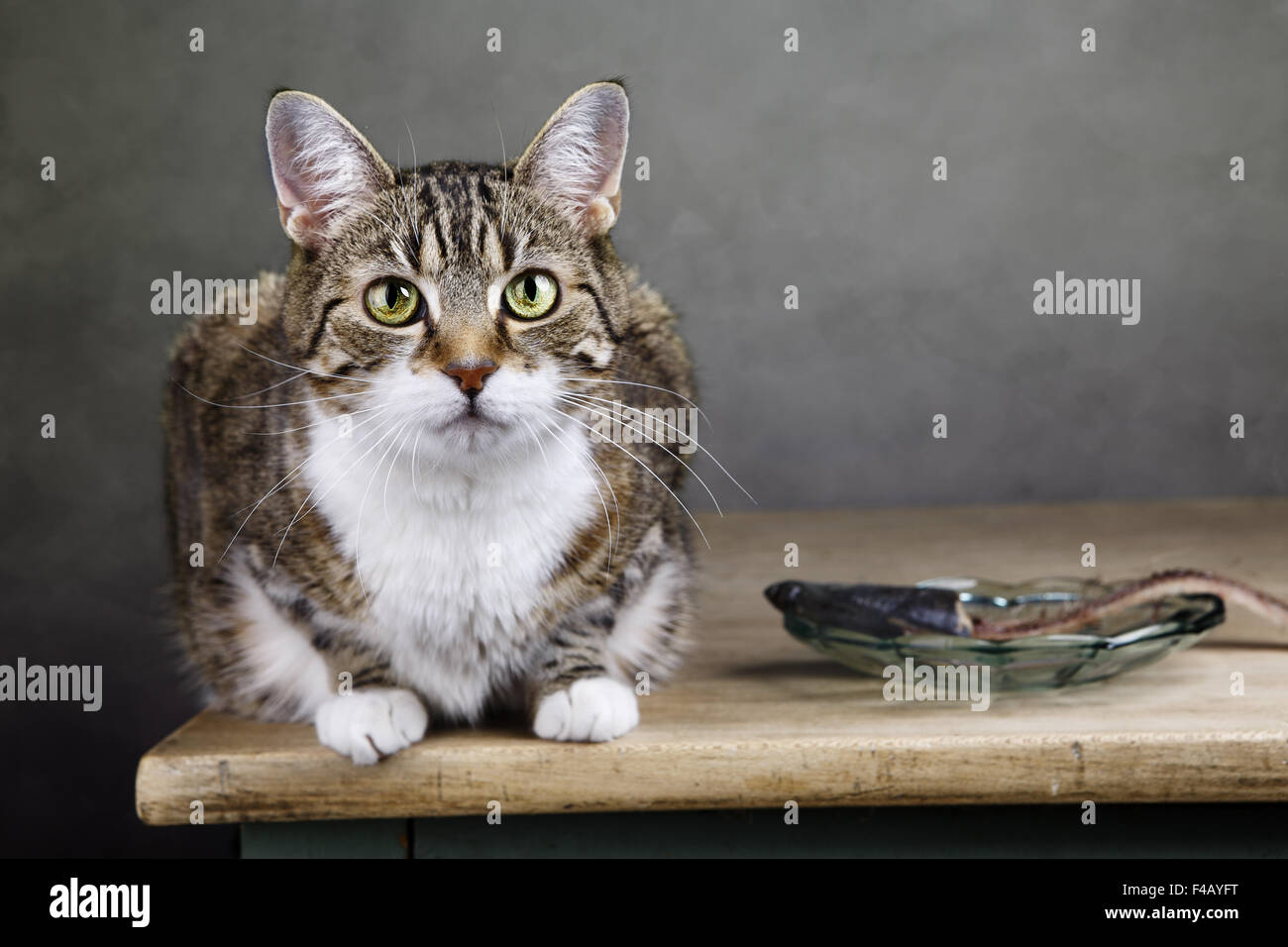 Cat and Herring Stock Photo Alamy