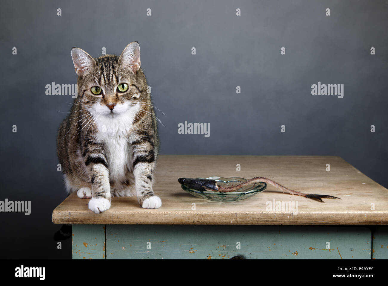 Cat and Herring Stock Photo Alamy