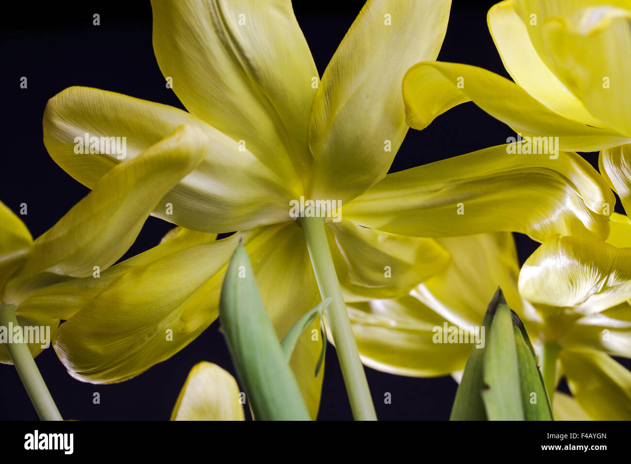 Yellow Tulips Stock Photo