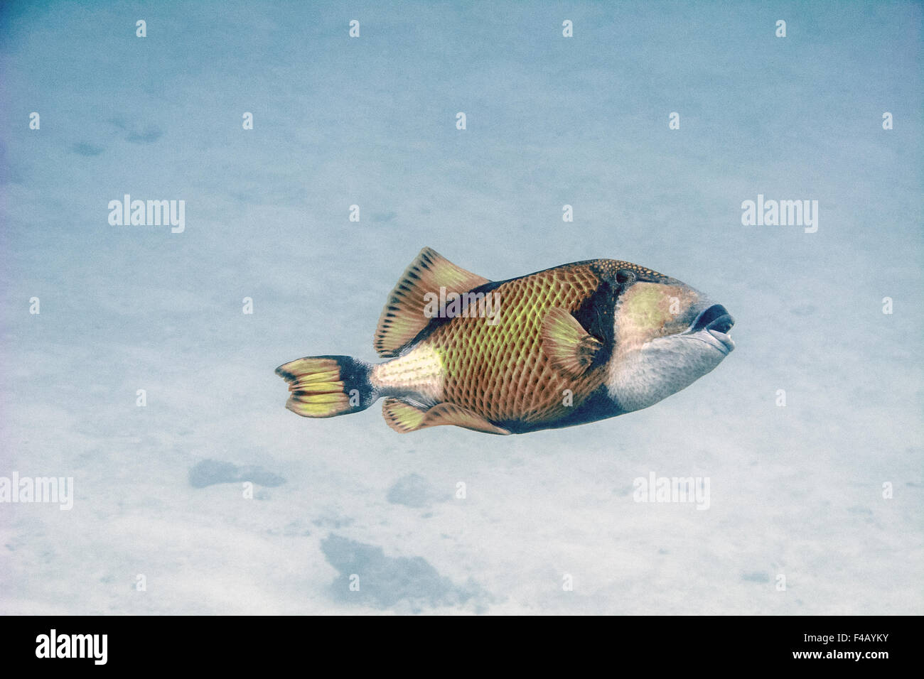 Giant triggerfish Stock Photo