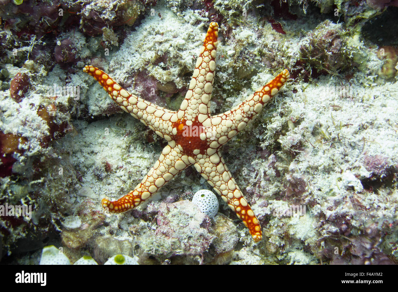 Necklace Sea star Stock Photo