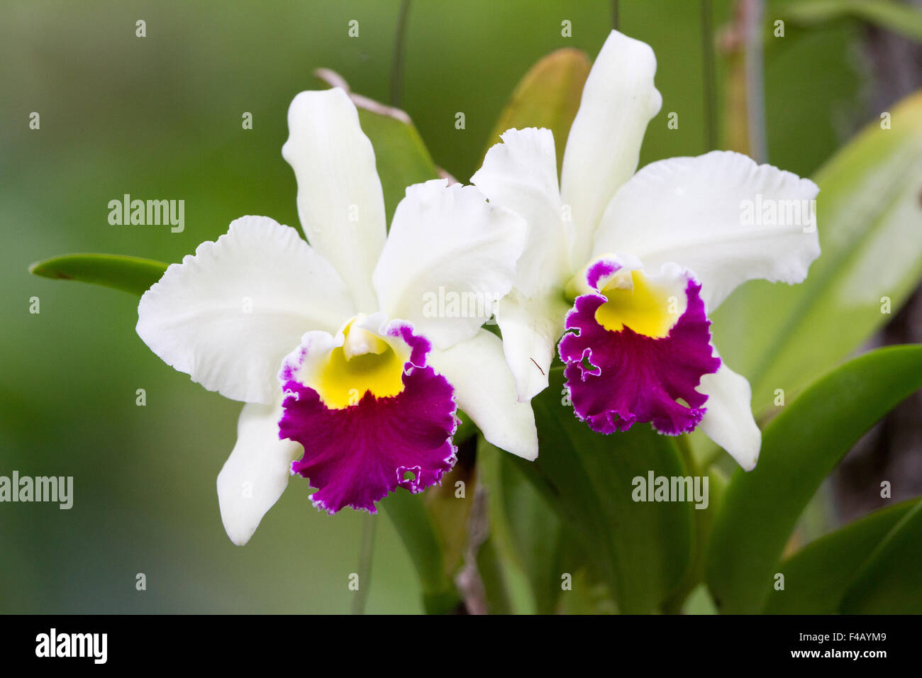 Orchids hi-res stock photography and images - Alamy
