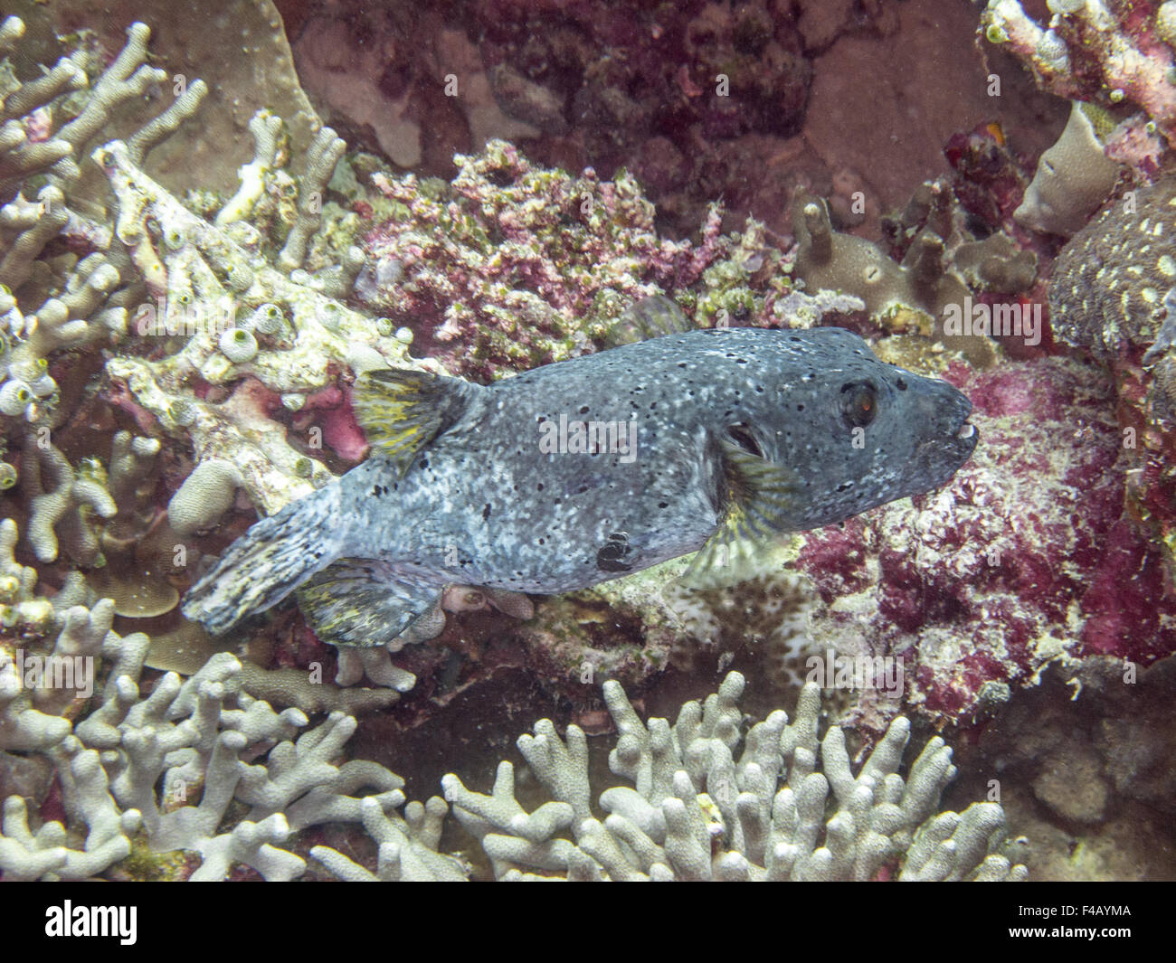 Blackspotted pufferfish Stock Photo