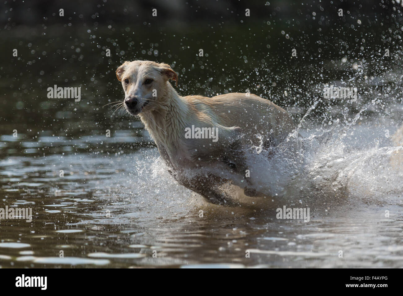 greyhound 6 Stock Photo