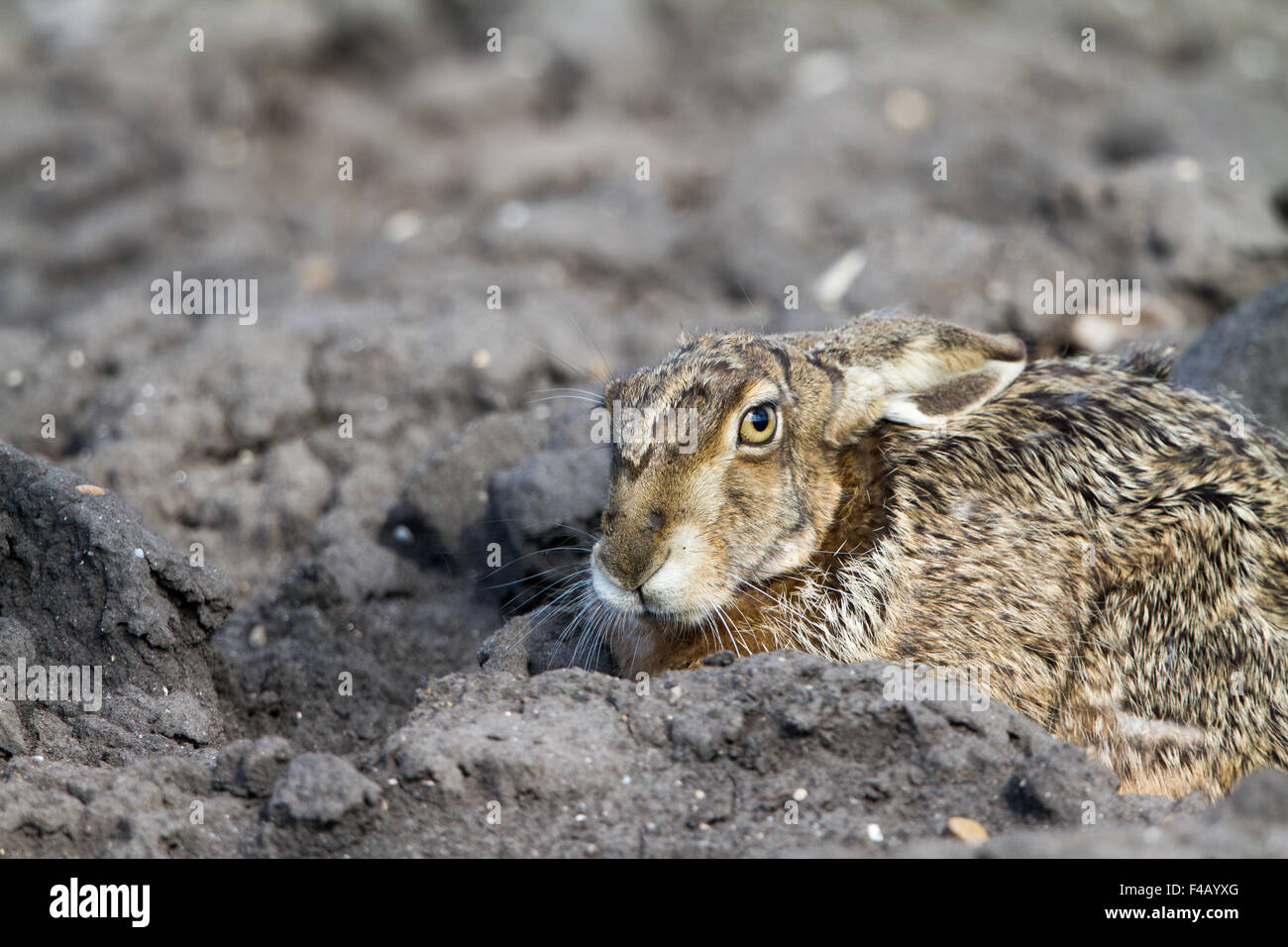 European hare Stock Photo