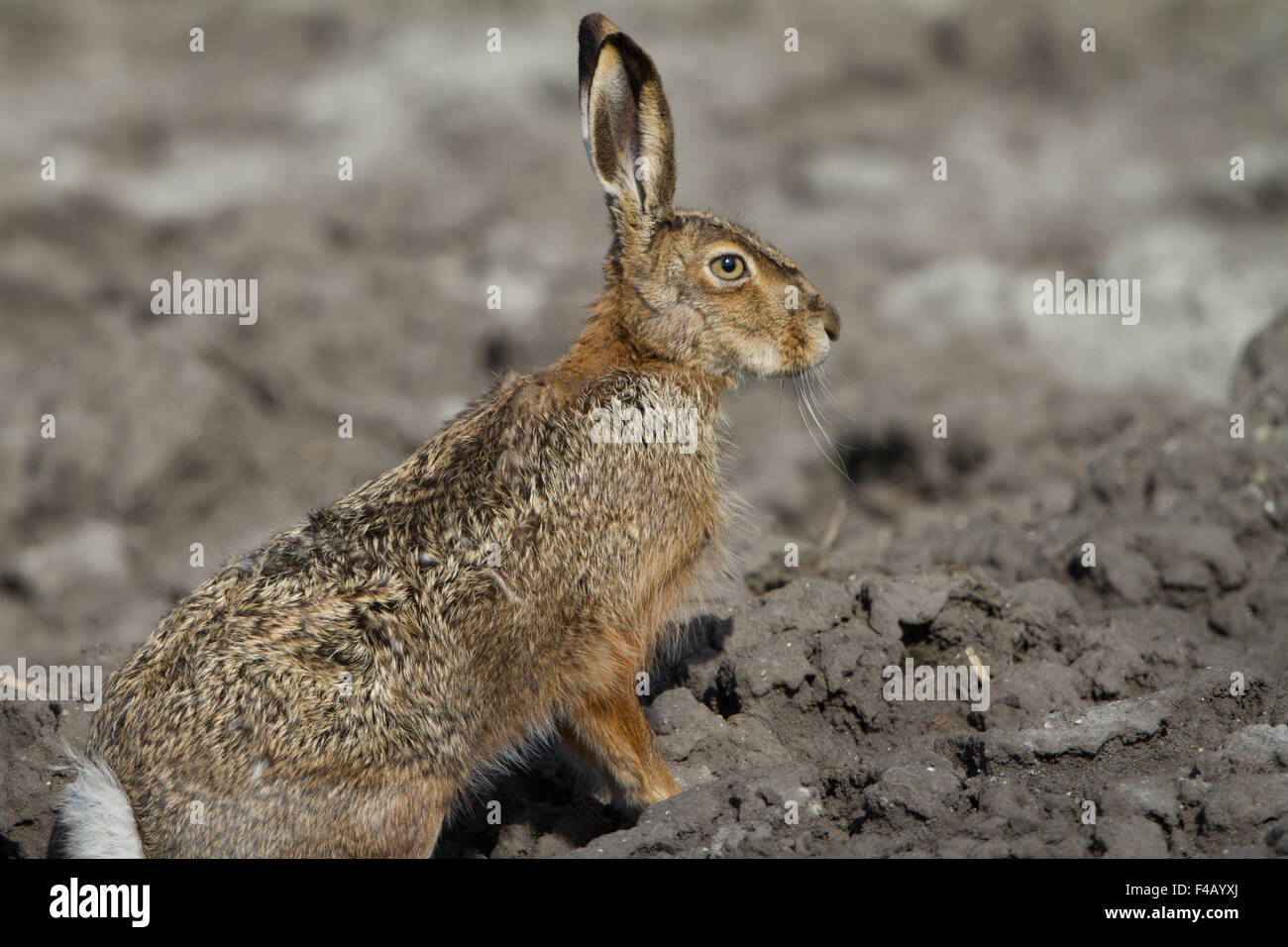 European hare Stock Photo