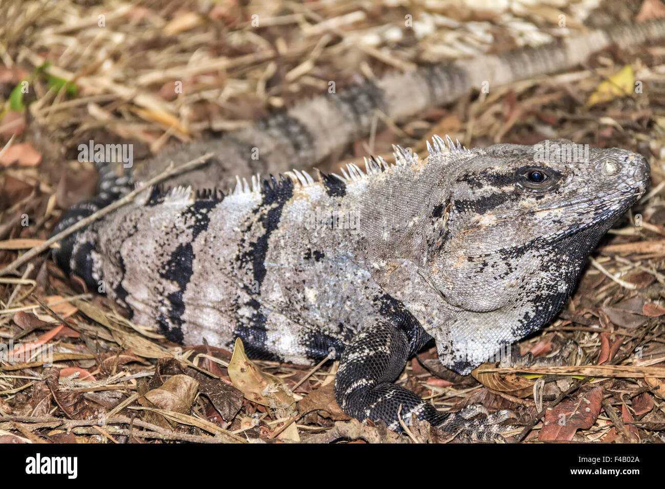 Iguana ( squamate reptile) Yucatan Mexico Stock Photo