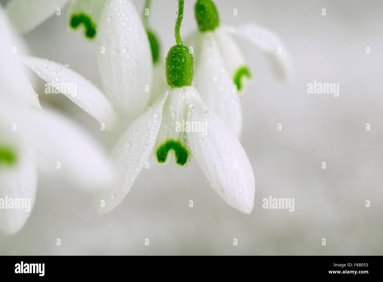 Snowdrop Flowers Stock Photo