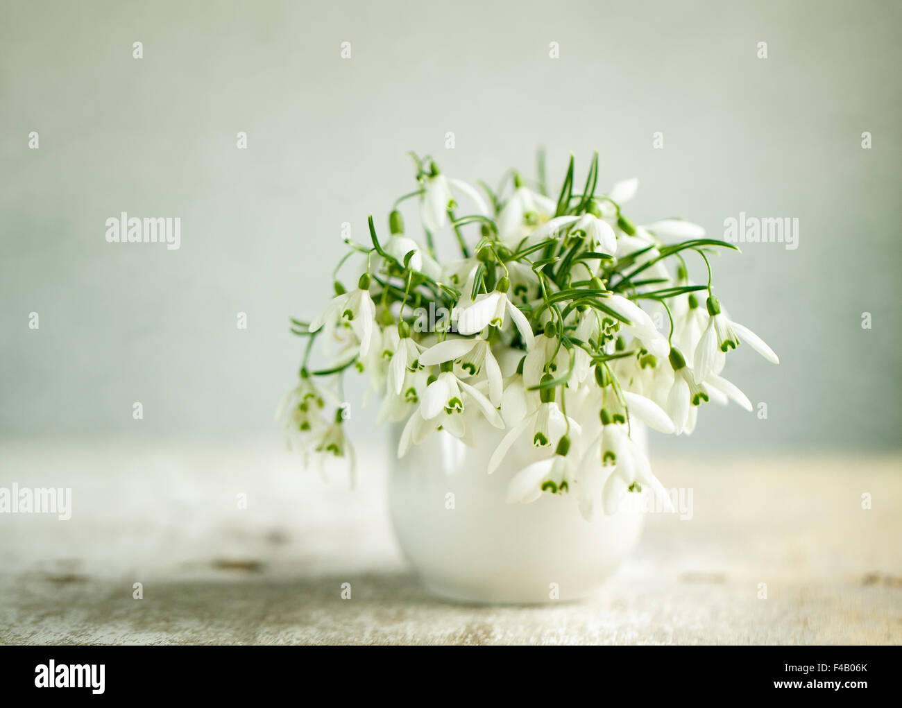 Snowdrop Flowers Stock Photo