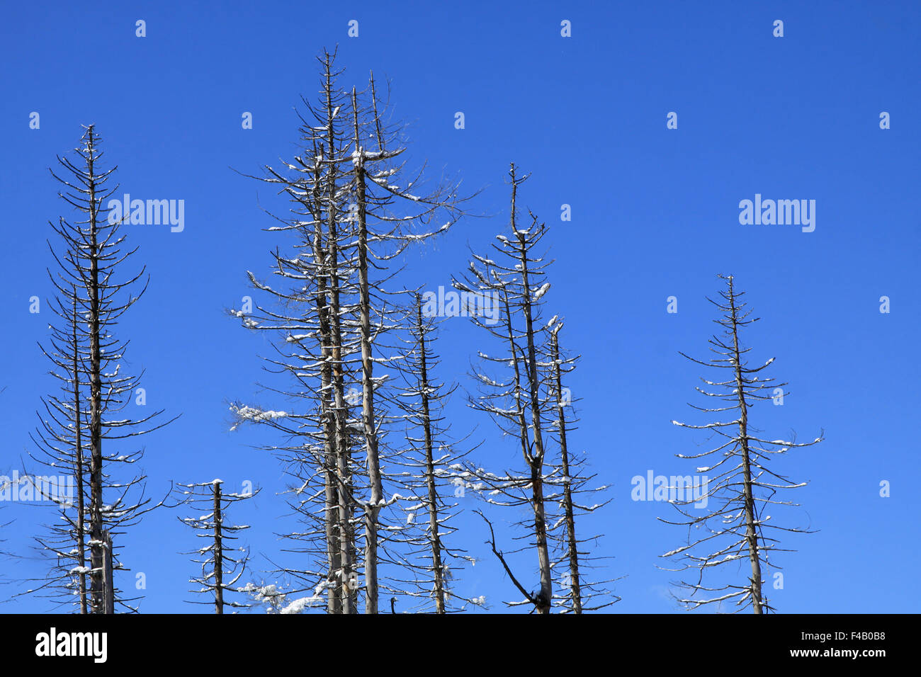 Dying fir tree hires stock photography and images Alamy