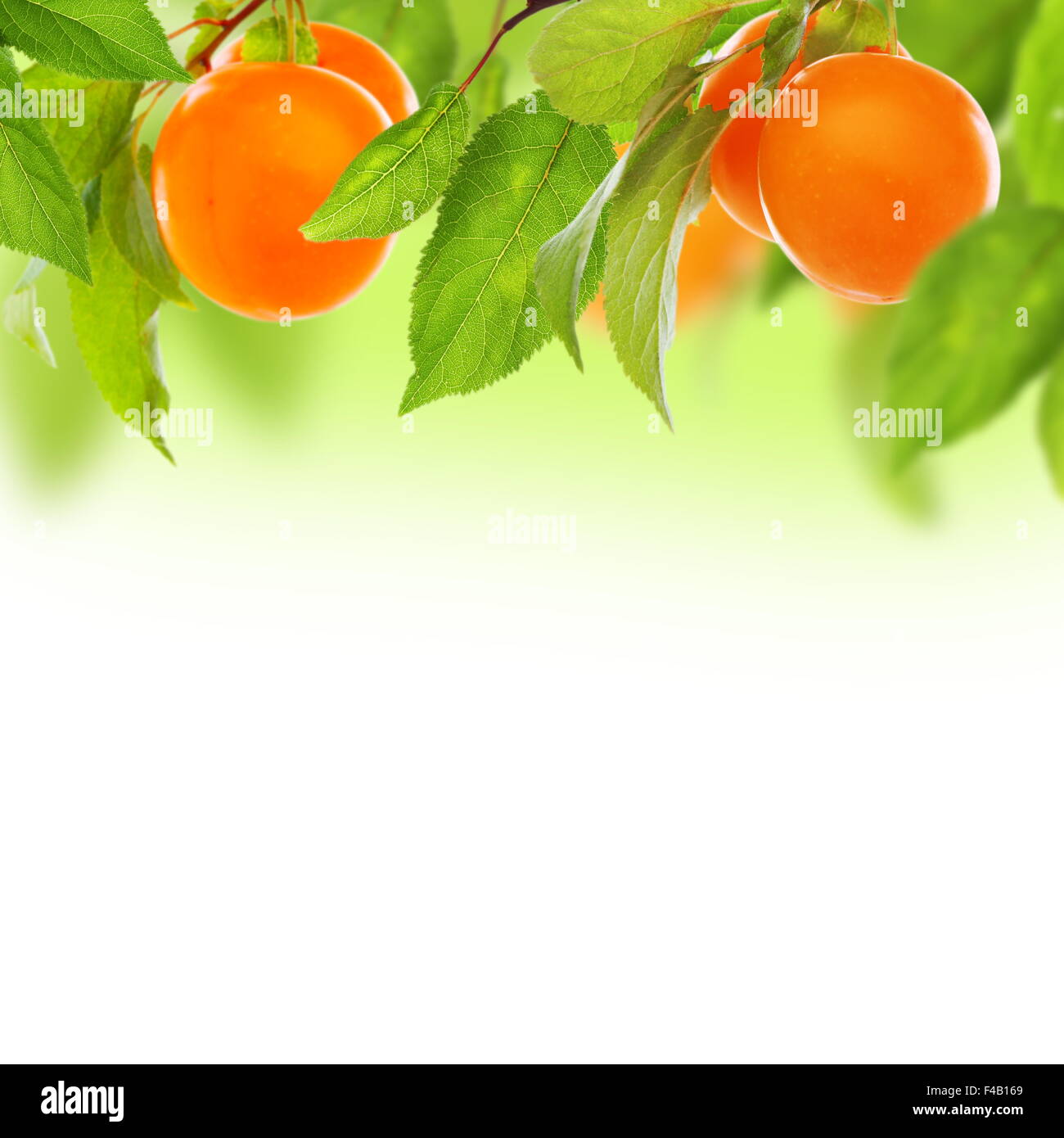 Cherry-plum. Stock Photo