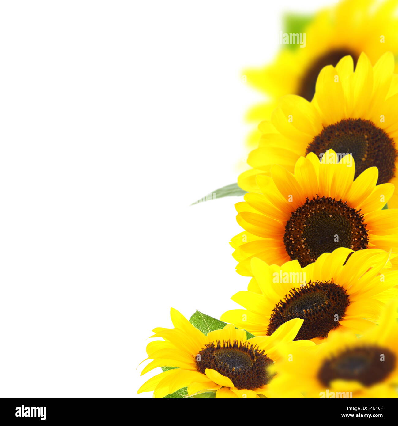 Beautiful yellow sunflowers Stock Photo Alamy