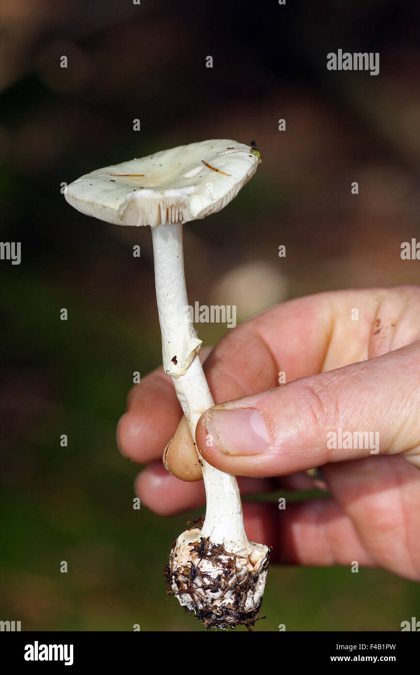 death cap Stock Photo