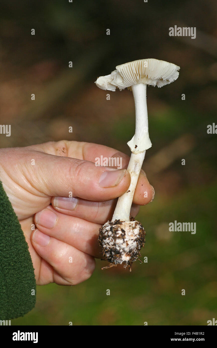 Death cap hi-res stock photography and images - Alamy