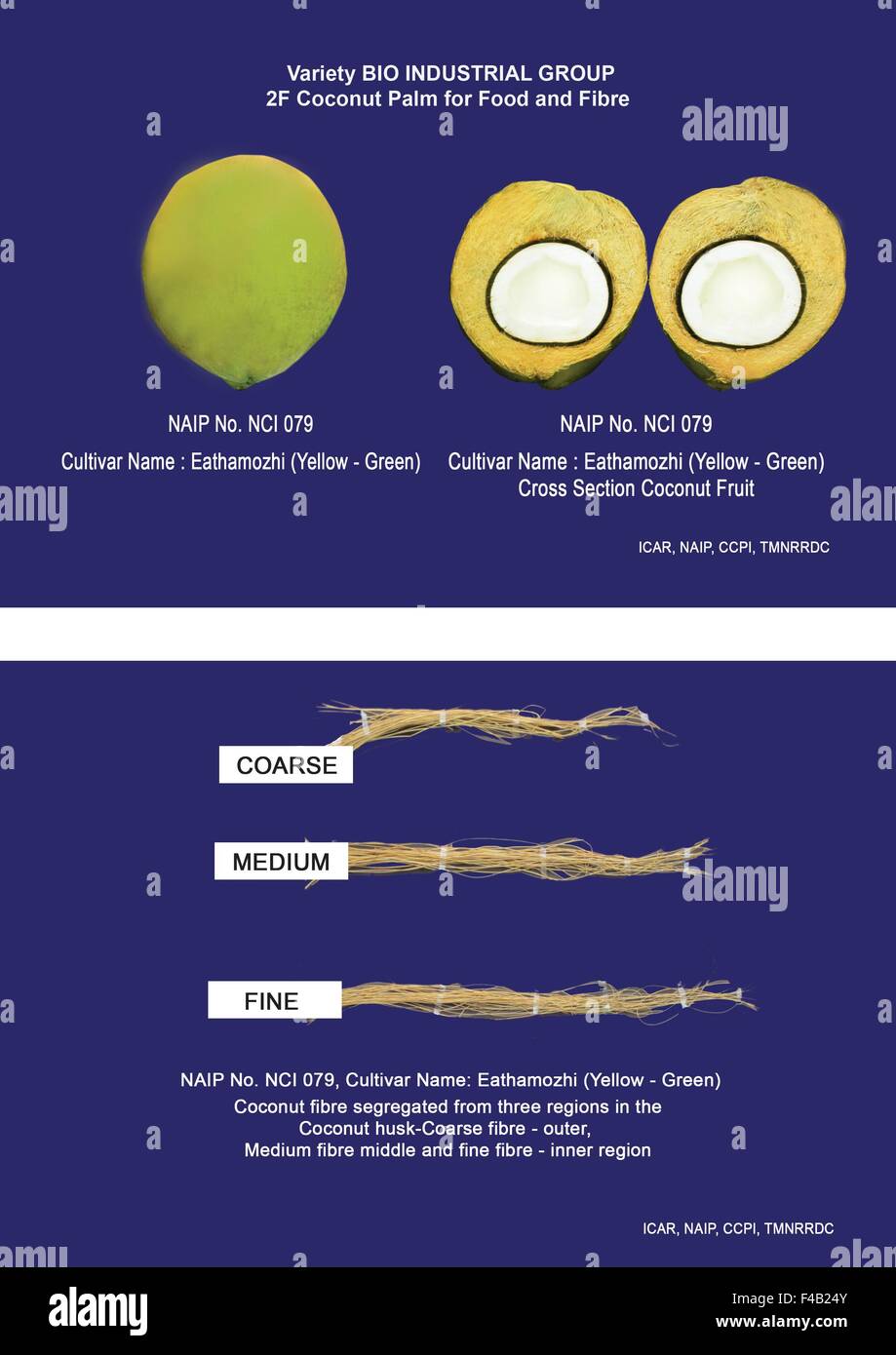 BIOINDUSTRIAL CROP COCONUT PALM R&D Coconut