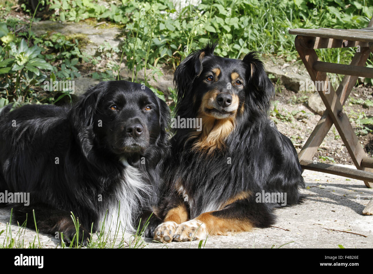 Two dogs garden hi-res stock photography and images - Alamy