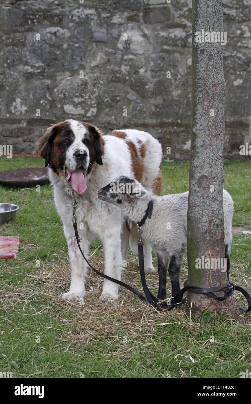 dog and lamb Stock Photo Alamy