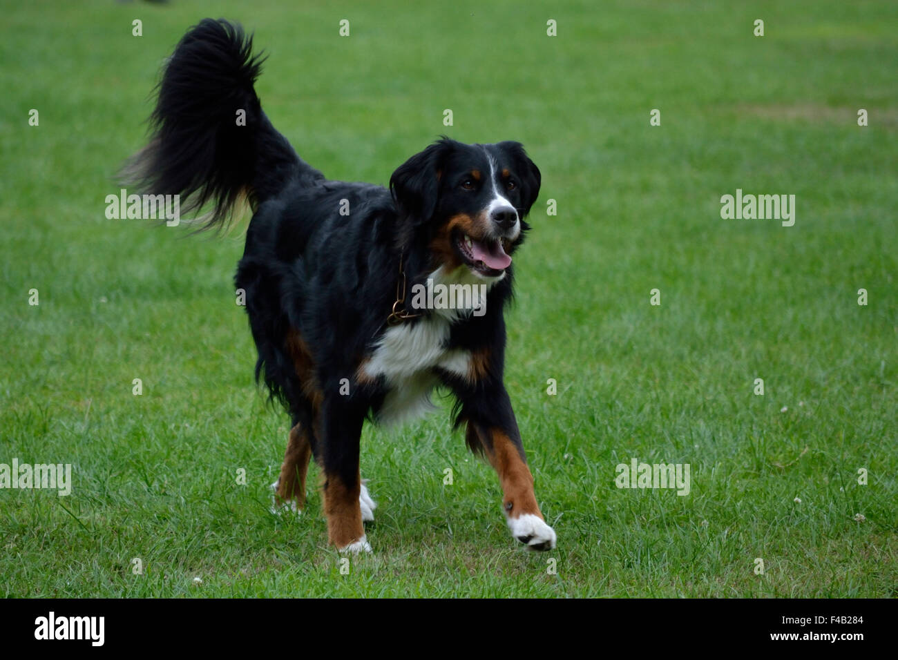 Bernese Mountain Dog runs carefully Stock Photo