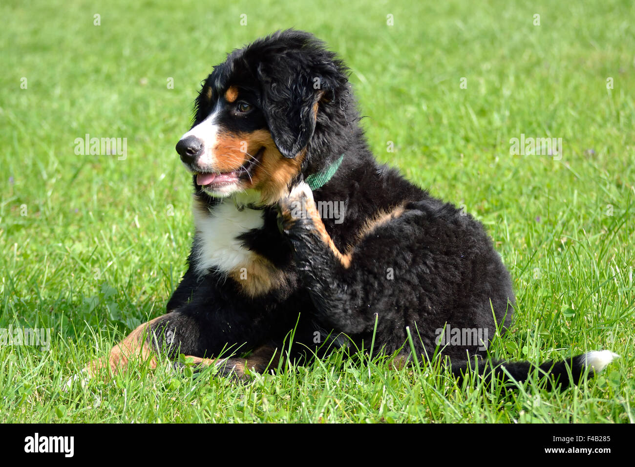 young Bernese Mountain Dog scratching Stock Photo