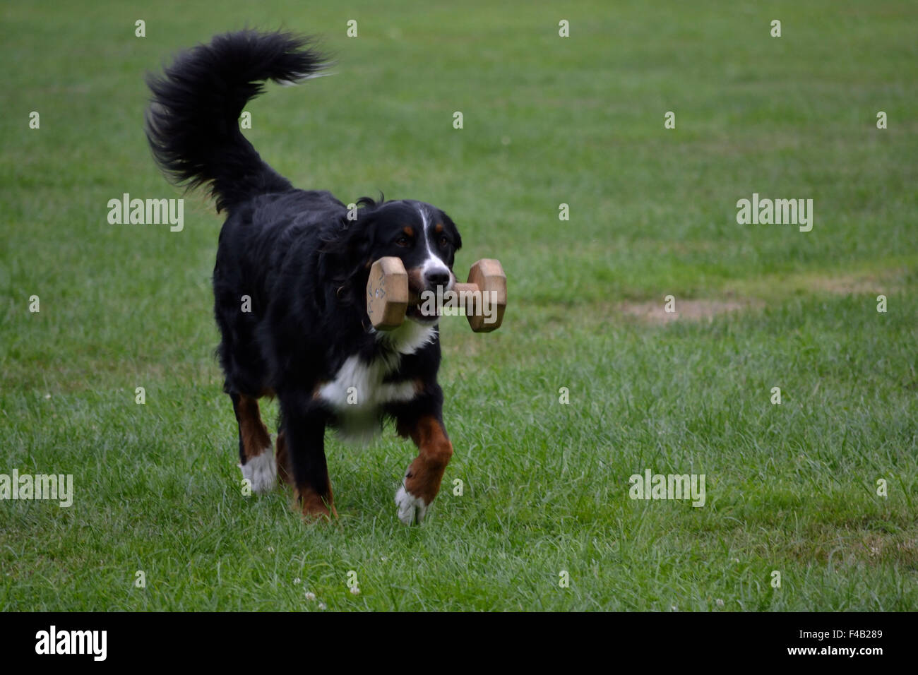 Bernese Mountain Dog brings Dumbbell Stock Photo