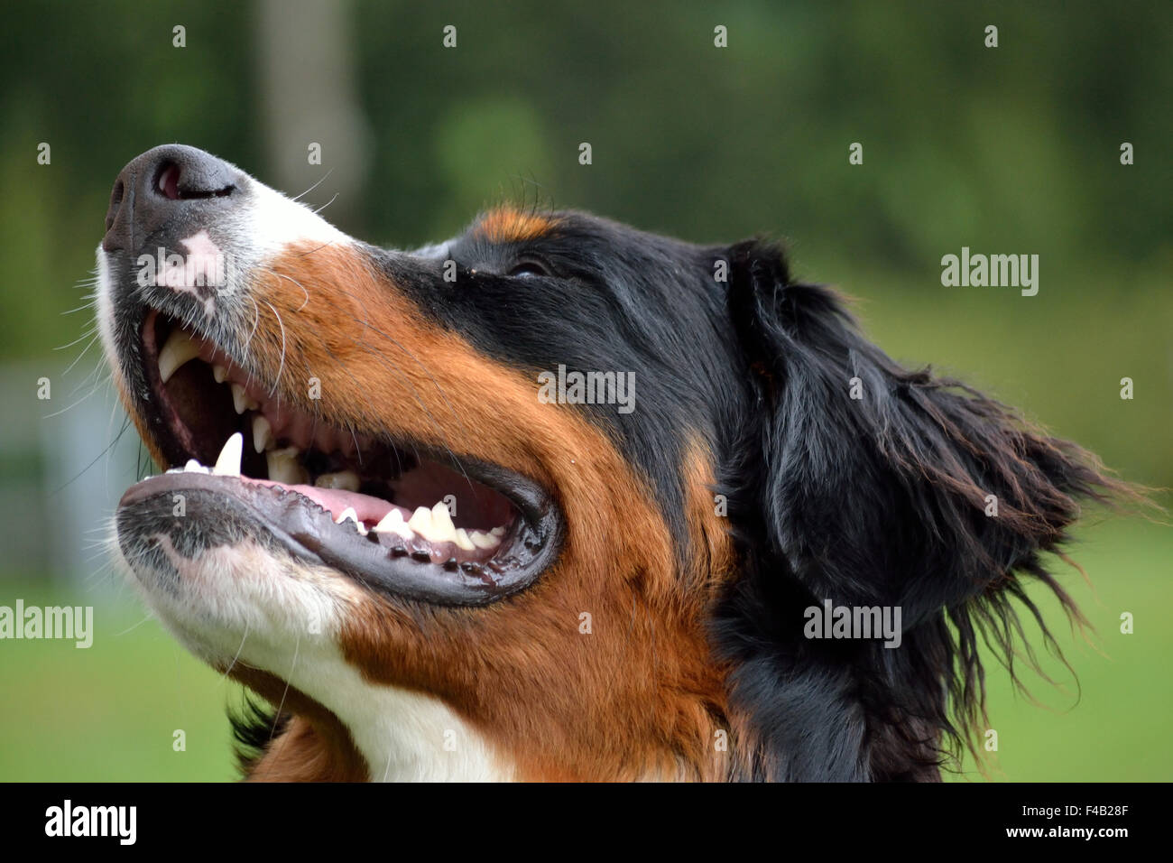 Portrait of a sweet Bernese Mountain Dog Stock Photo