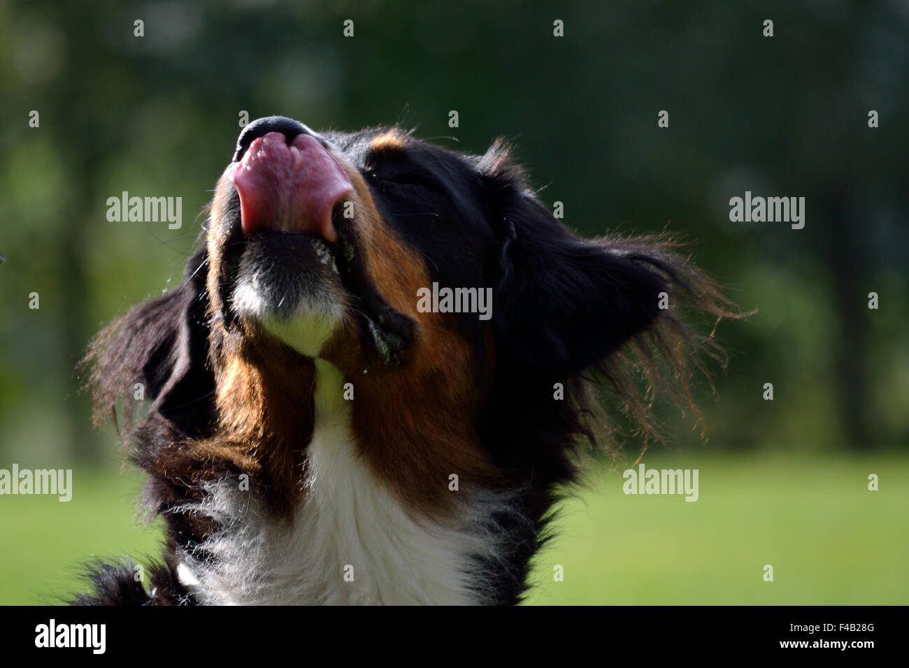 Bernese Mountain dog licking with his tongue Stock Photo
