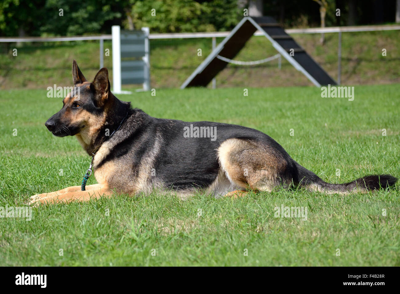 German Shepherd Dog in the meadow Stock Photo